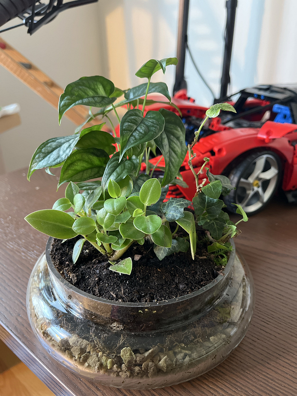 A small indoor plant arrangement in a glass terrarium sits on a wooden table next to a toy car.