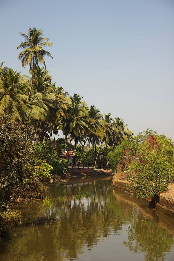 A serene landscape featuring a calm waterway bordered by lush palm trees and greenery.