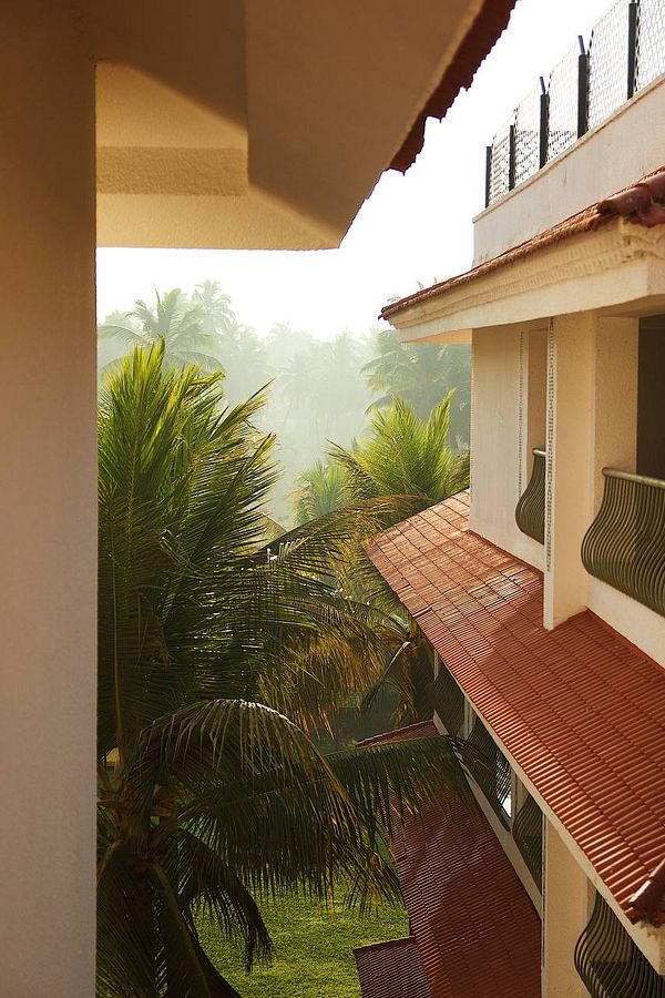 A serene view from a balcony overlooking lush palm trees and a misty landscape in Goa.