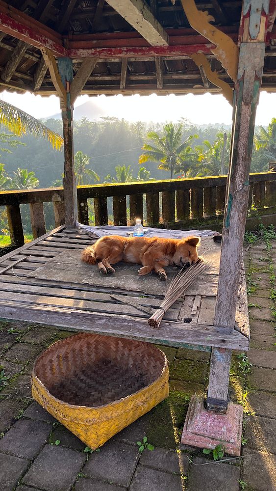 A dog is resting on a wooden platform in a scenic outdoor setting.