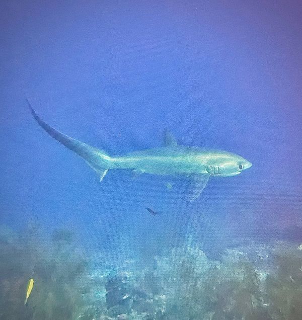 A person scuba diving underwater near three blacktip reef sharks and coral.