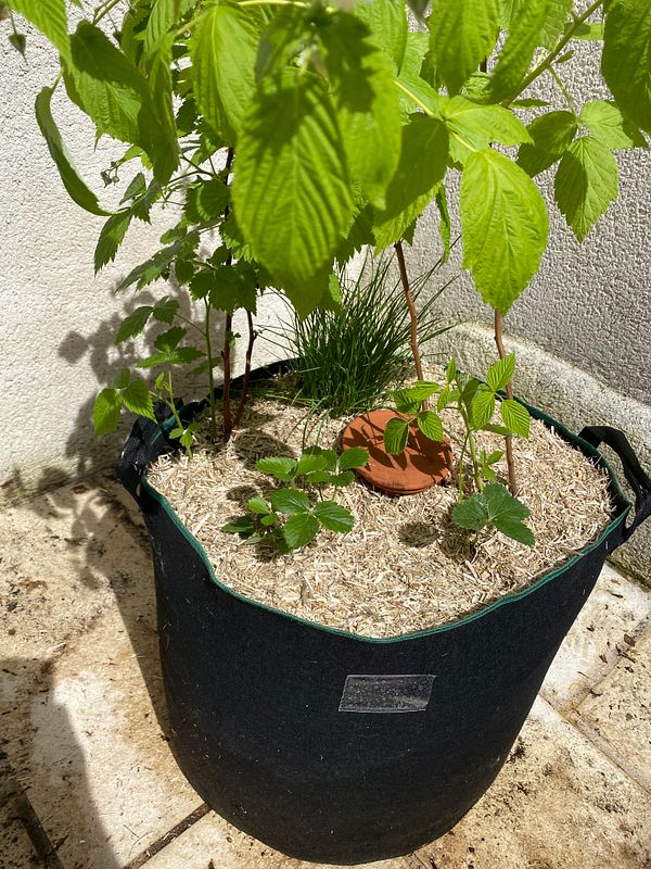 Close-up of a cup with a sweet dessert topped with a yellow fruit on a table next to a keyboard.