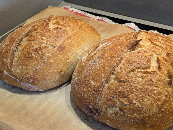 Two freshly baked sourdough loaves resting on parchment paper.