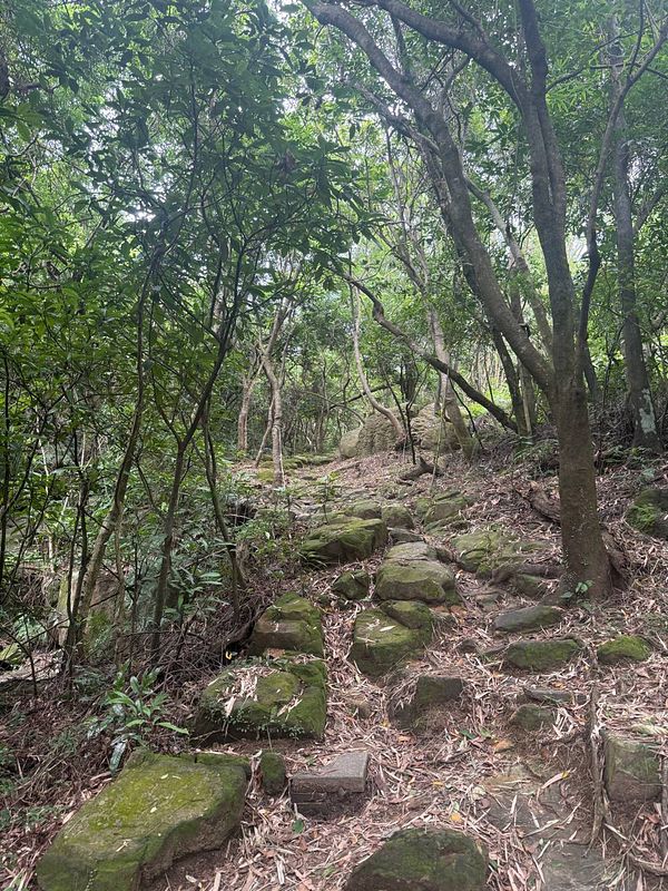 A rocky trail surrounded by dense greenery, ideal for a trail run.