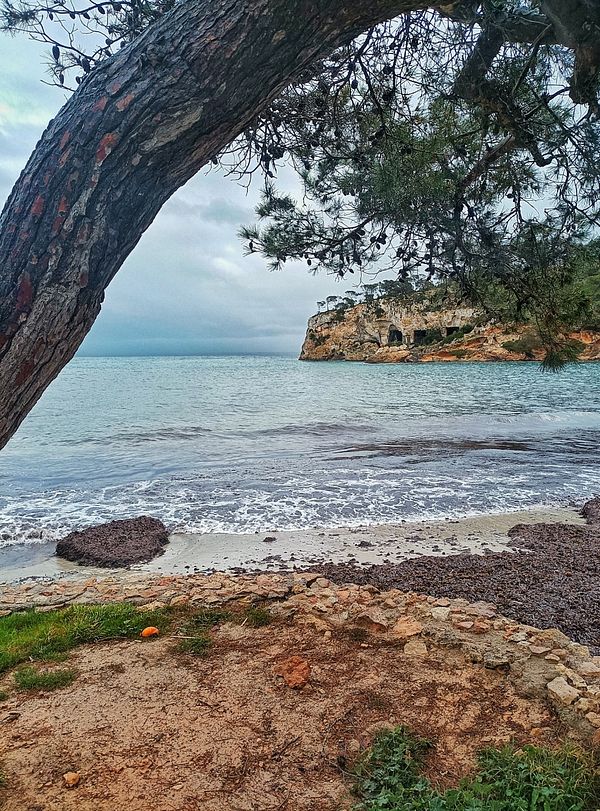 A scenic view of a rocky beach framed by a tree on a cloudy day.
