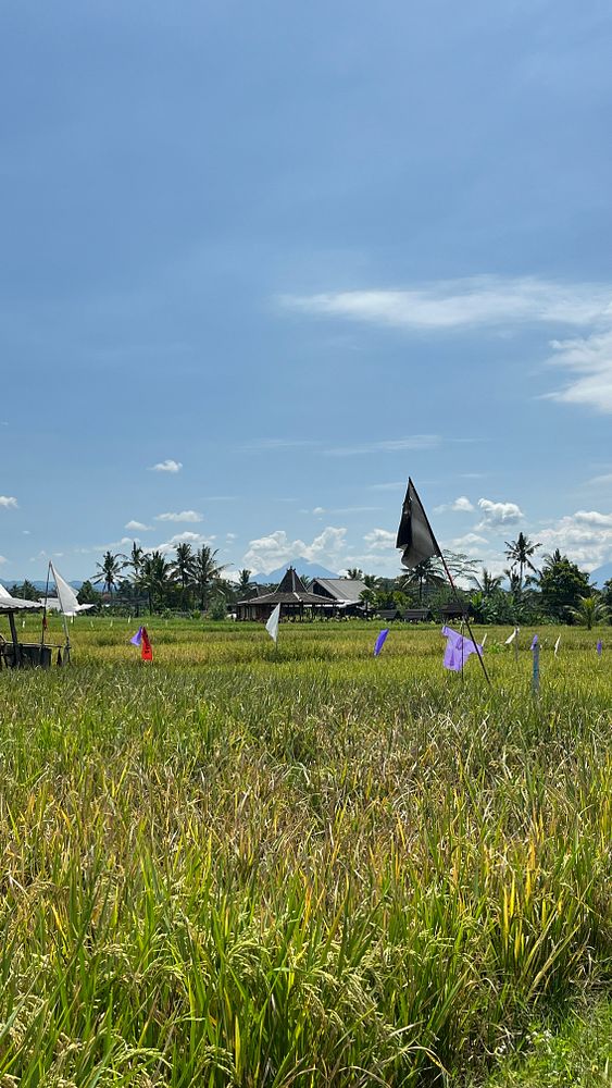A scenic view of rice fields in Ubud with colorful flags and a clear blue sky.