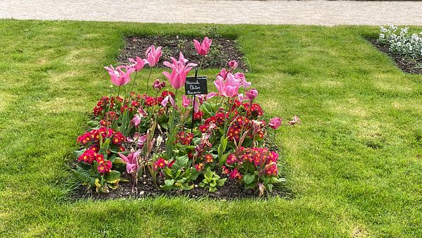 A fine art painting depicting pink flowers with green leaves and an insect on a blurred background.