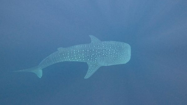 A whale shark swims gracefully through the deep blue ocean.