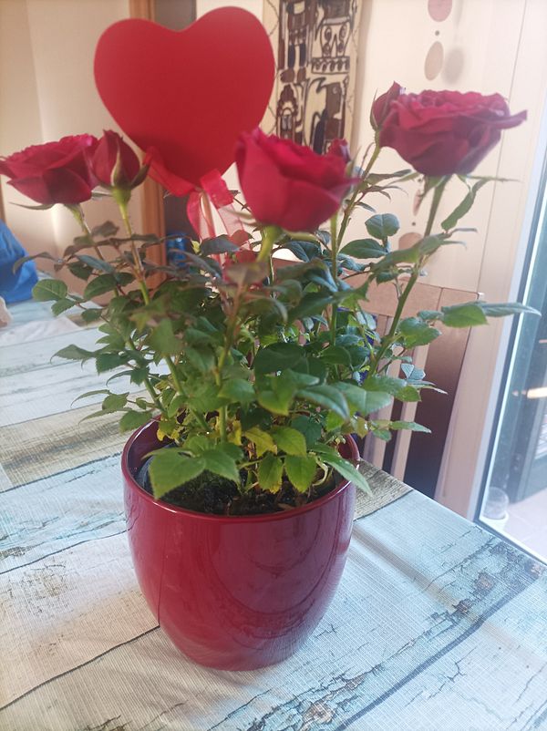 A potted plant featuring red roses and a decorative heart.