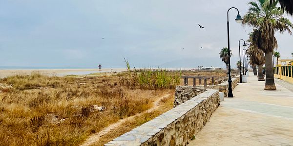 A scenic beachside pathway lined with palm trees and a view of the ocean under a cloudy sky.
