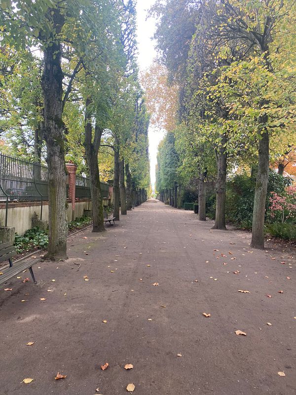 A serene pathway lined with trees, perfect for a quick walk.