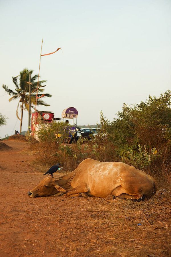 A resting cow with a bird perched on its head in a rural setting.