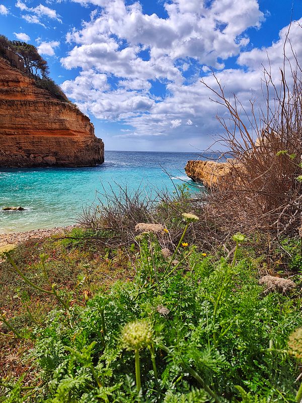 A vibrant photograph of a delicious seafood pasta meal served on a white plate surrounded by fresh and colorful ingredients.
