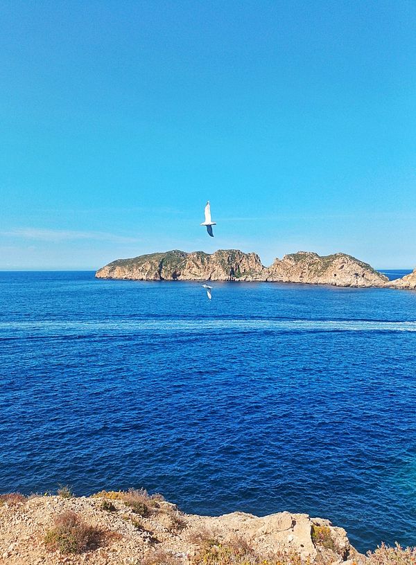 A serene coastal scene featuring a bird flying over a calm blue sea with distant islands.