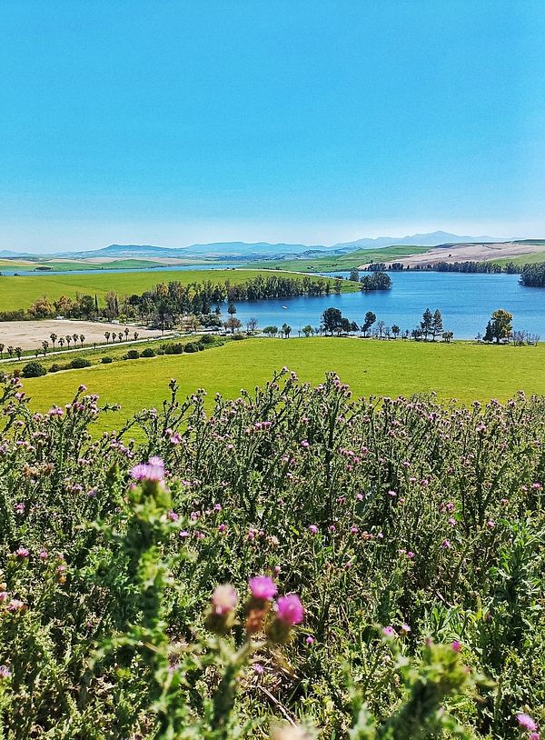 A vibrant landscape featuring a lake surrounded by lush greenery and blooming flowers under a clear blue sky.