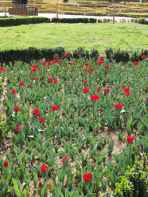 A vibrant garden filled with blooming red tulips surrounded by lush green grass.
