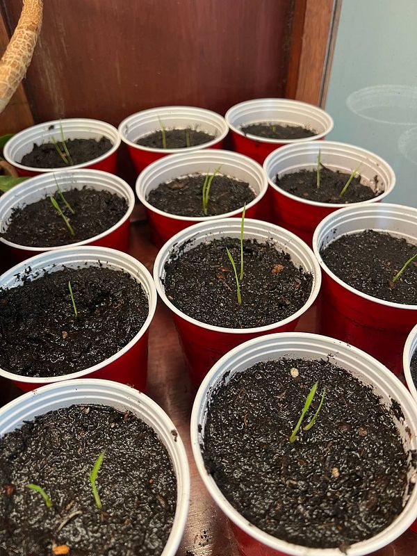 Small rice seedlings are growing in red plastic cups filled with soil.