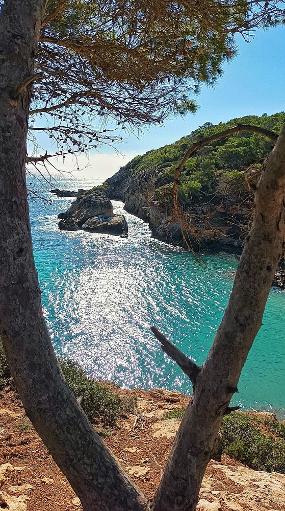 A scenic coastal view framed by tree branches.