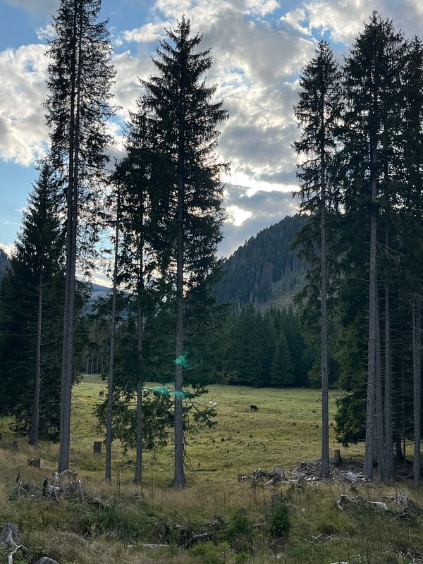 A serene landscape of the Dolomites featuring tall trees and a grassy meadow with a cow.