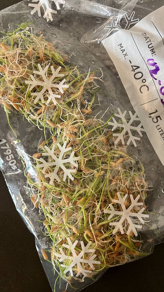 A clear plastic bag contains sprouted rice seeds with visible roots and green shoots.