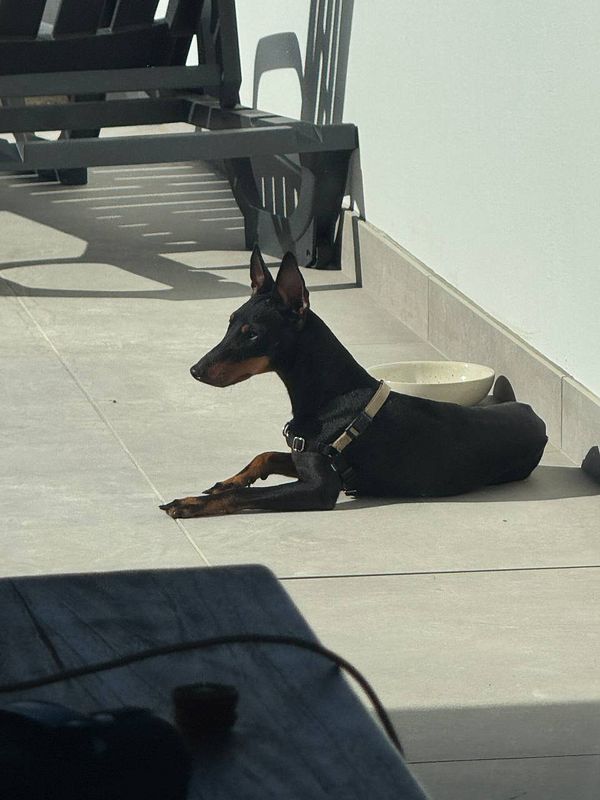 A black dog is lounging on a patio in the sun.
