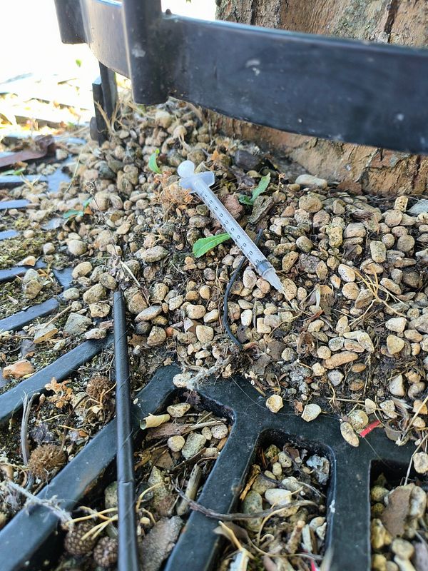 A syringe is found among gravel and debris near a tree.