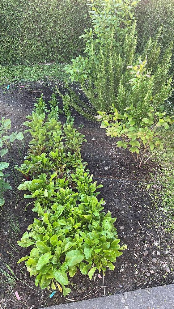 The image features a garden bed with lush green plants, including leafy greens and herbs.