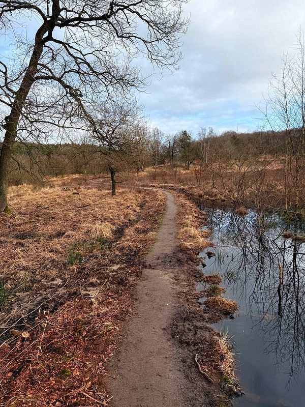 A winding dirt path through a natural landscape with sparse trees and a water body.