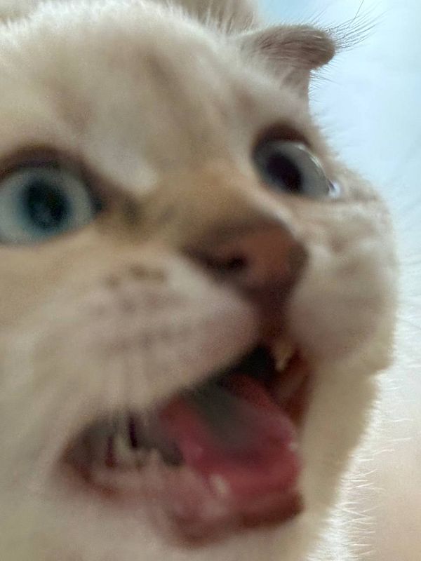 A close-up of a cat's face with a surprised expression.