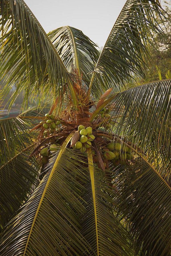 A close-up view of a coconut palm tree with green coconuts and lush fronds.