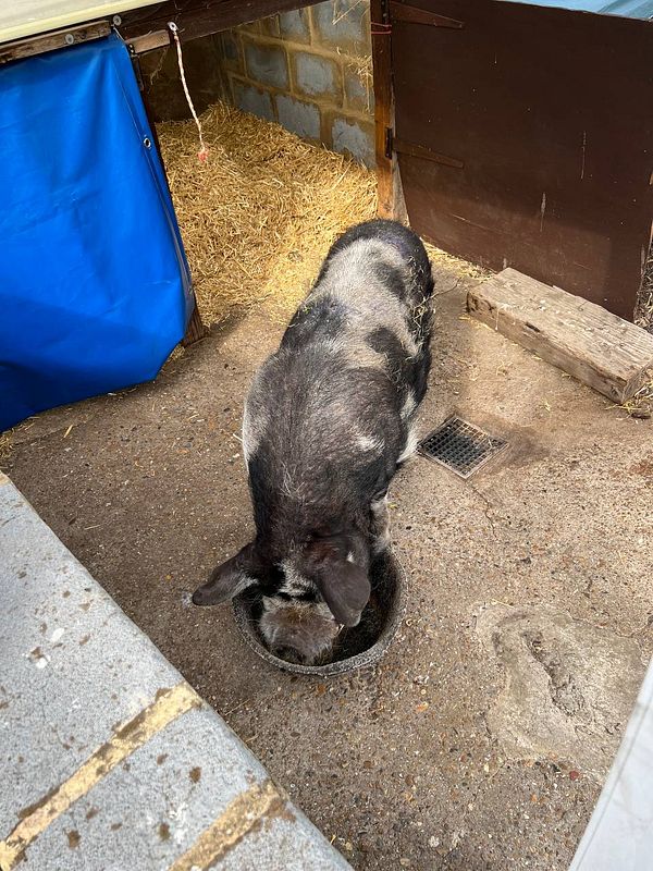 A pig is eating from a bowl in a barn-like setting.