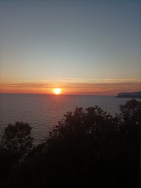 A serene sunset over the ocean with silhouetted foliage in the foreground.