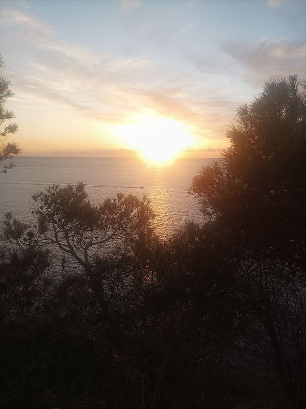 A beautiful sunset over the ocean framed by trees.