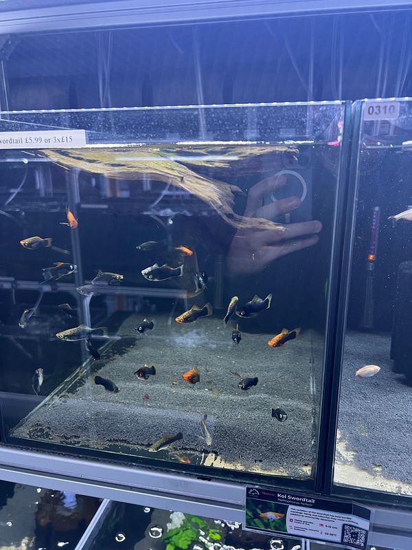 A large aquarium setup with aquatic plants, decorations, and lighting ready for a new fish tank.