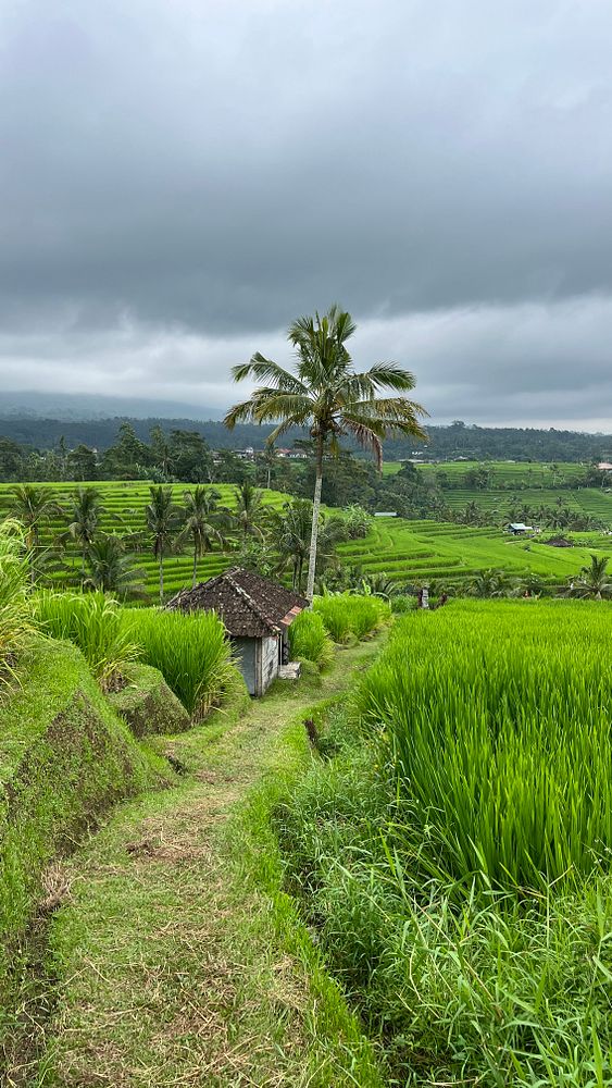 Lush green rice terraces in Bali under a cloudy sky.