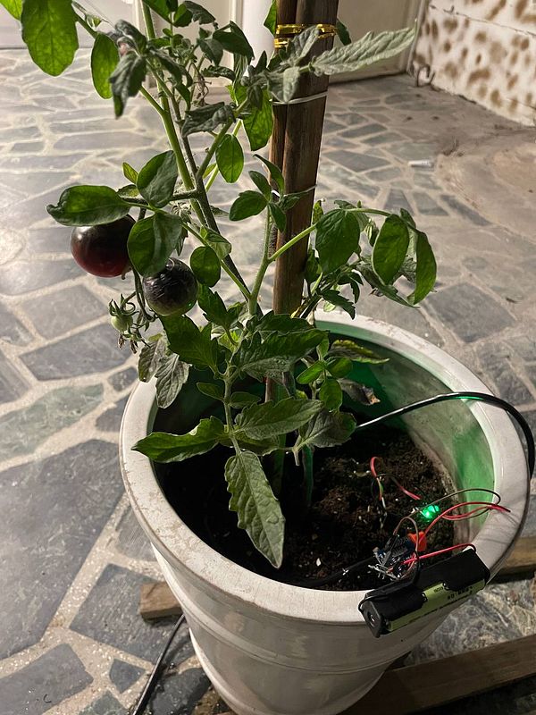 A homemade humidity sensor setup connected to a tomato plant for automated watering.