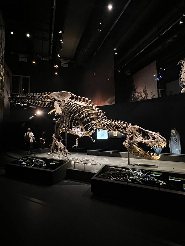 A large dinosaur skeleton is prominently displayed in a dimly lit museum exhibit.