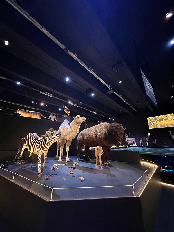 A display of various animal models in a nature museum setting.