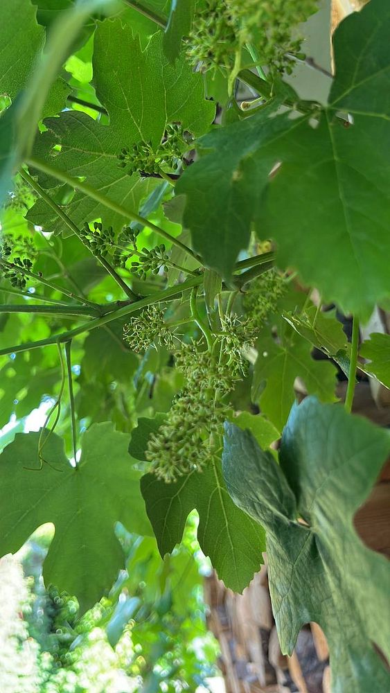The image features a close-up view of grapevine leaves and developing grape clusters.