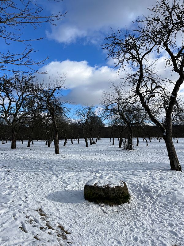 A serene winter landscape featuring bare trees and a snow-covered ground.