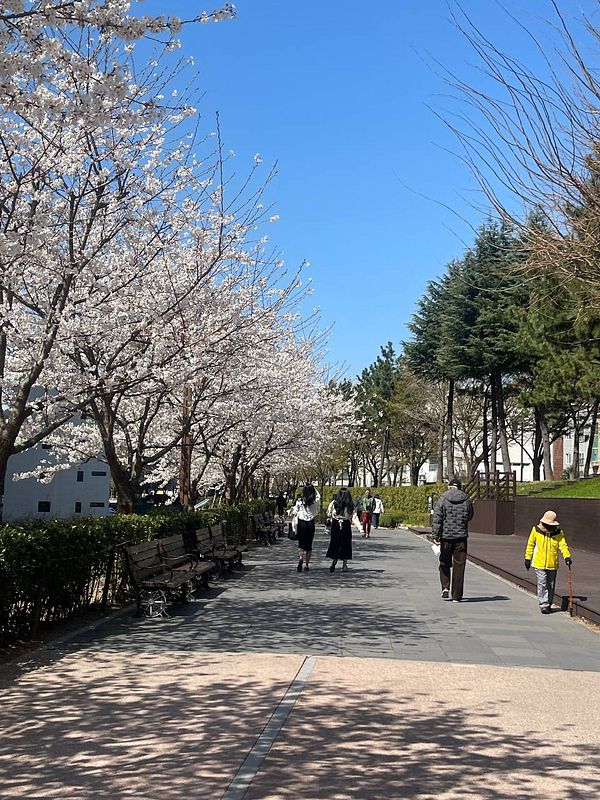 A scenic park pathway lined with cherry blossom trees and people enjoying a walk.