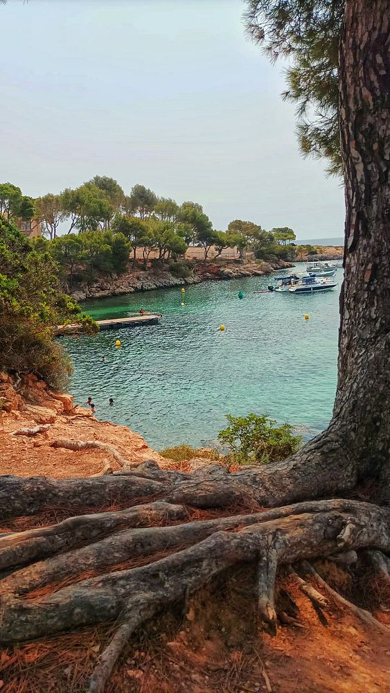 A serene coastal scene featuring a calm bay surrounded by trees and boats.