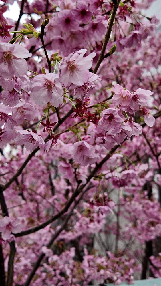 Photograph of a temple gate with a curved tiled roof, lush greenery, and stone steps in a serene Japanese garden.