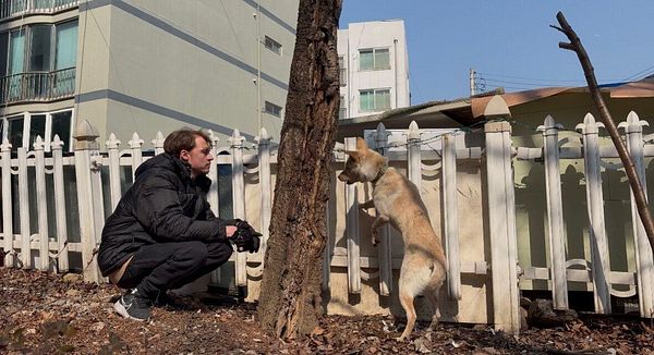 Image of a street dog with a collar sitting on a paved surface covered with small stones and some greenery.