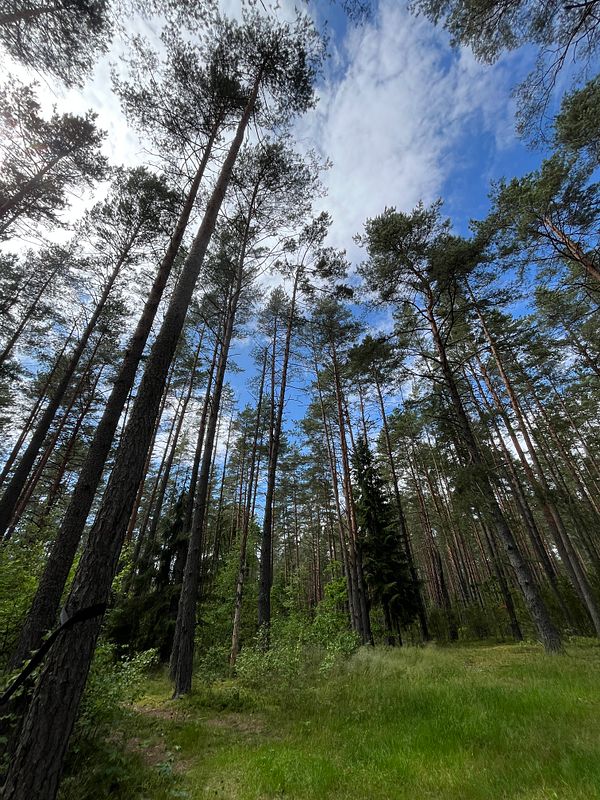 A serene forest scene with tall trees reaching towards a blue sky.