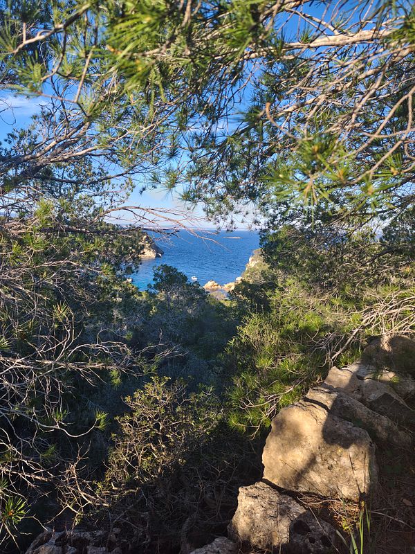 A man running in a forest on a trail surrounded by tall trees and green grass during daytime.