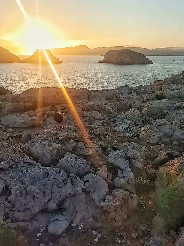 A scenic sunset view over a rocky coastline with a bird in the foreground.
