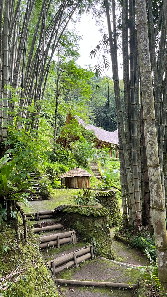 A serene pathway surrounded by lush greenery and bamboo leads to a traditional structure in Ubud.