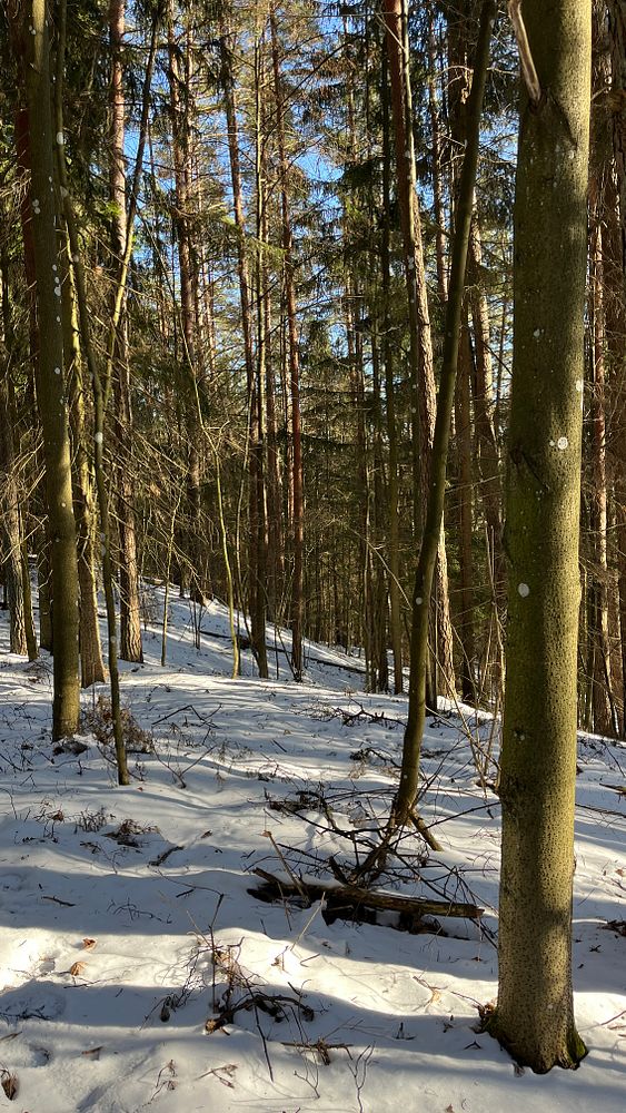 A serene winter forest scene with snow-covered ground and tall trees.
