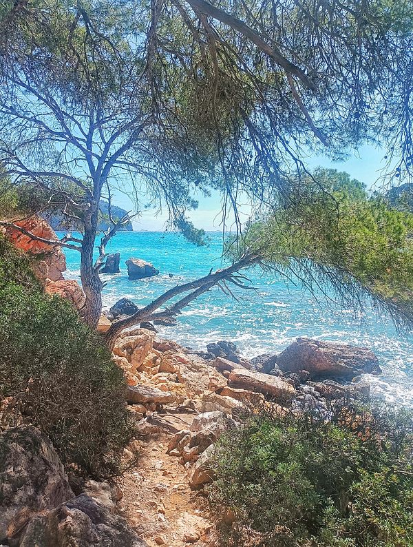 A scenic coastal hiking path framed by trees and rocky terrain.